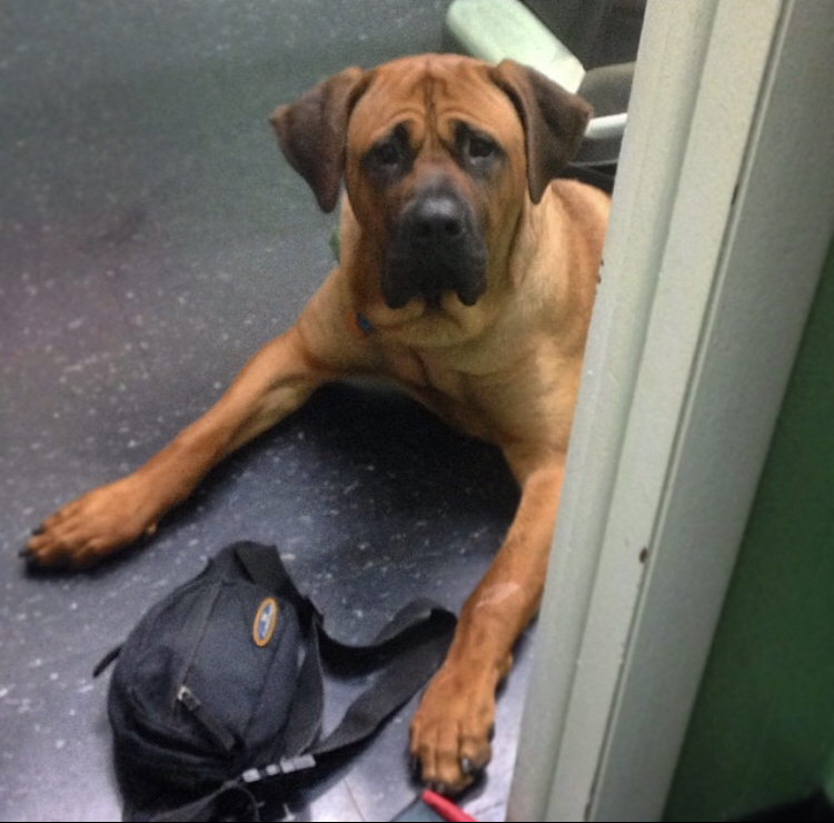 Gallery Animal Hospital and Veterinary Center Bronx / Lurting Ave 10469