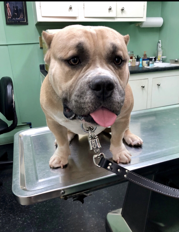 Gallery Animal Hospital and Veterinary Center Bronx / Lurting Ave 10469