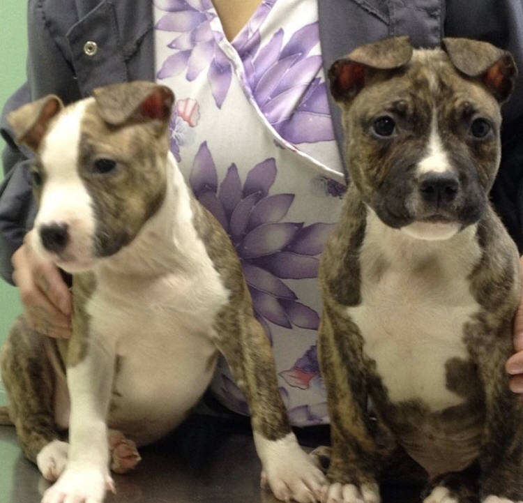 Gallery Animal Hospital and Veterinary Center Bronx / Lurting Ave 10469