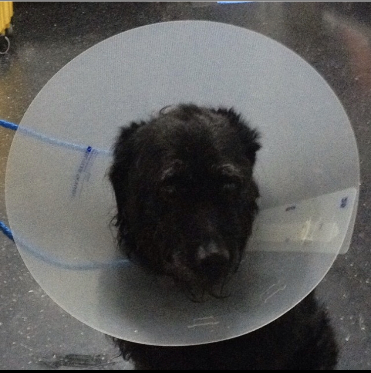 Gallery Animal Hospital and Veterinary Center Bronx / Lurting Ave 10469