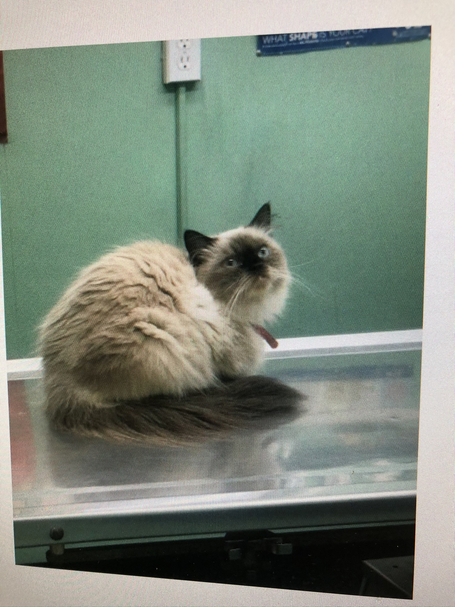 Gallery Animal Hospital and Veterinary Center Bronx / Lurting Ave 10469