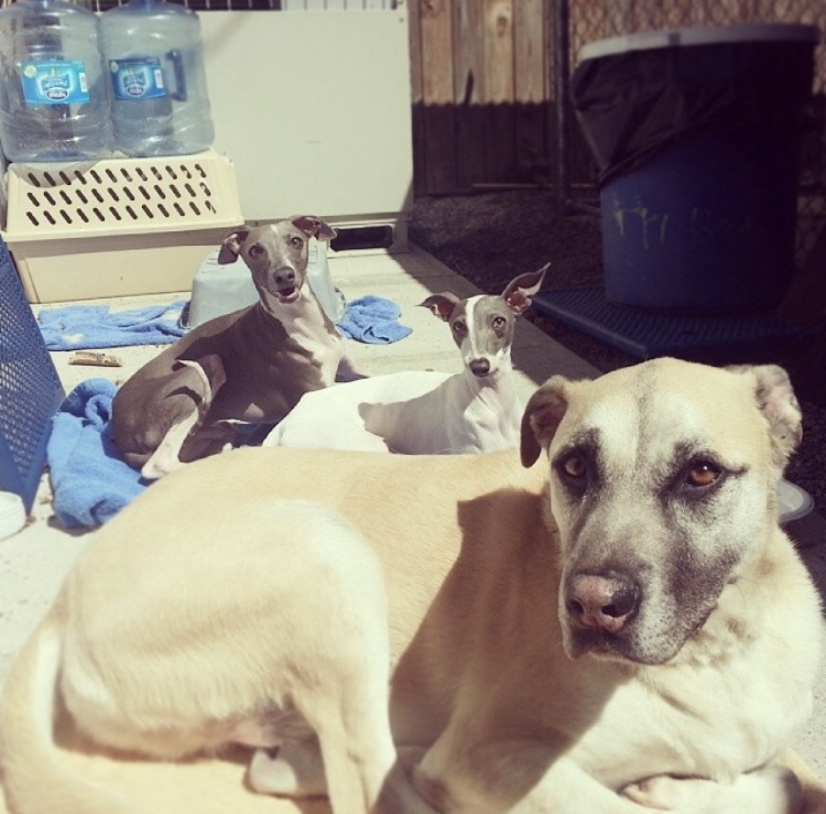 Gallery Animal Hospital and Veterinary Center Bronx / Lurting Ave 10469