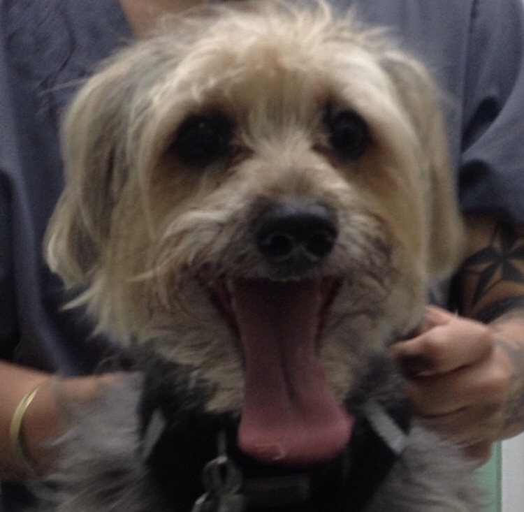 Gallery Animal Hospital and Veterinary Center Bronx / Lurting Ave 10469